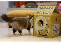 Planche à gratter en carton ondulé pour chat et fruit