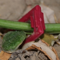 Piquets d'irrigation goutte à goutte en plastique UV, crochets de support pour semis et vignes, fixation au sol pour l'entraînement des plantes en jardin et serre