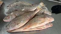 Offre Spéciale Frozen Jaune Croaker Jaune Corvina Bonne Qualité