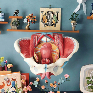 Modelo Anatómico de Pelvis Femenina Desmontable Avanzado con Músculos <span class=keywords><strong>y</strong></span> Órganos para Enseñanza Médica - Product Image 3