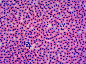 Medizinische Wissenschaft Biotechnologie Herstellung Histologie Folien Lernen von Verbindungs gewebe laborgeräten - Product Image 4