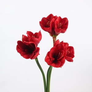 Amaryllis artificiel en latex de haute qualité S620, fleurs d'orchidée blanches et roses, 3 têtes, effet toucher réel - Product Image 4