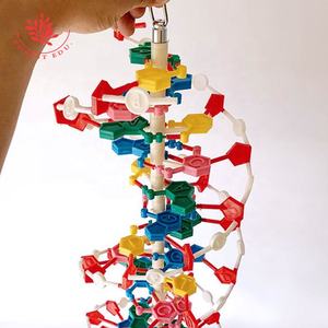 Genetik studie High School 60cm Duplex-DNA-Modell - Product Image 4