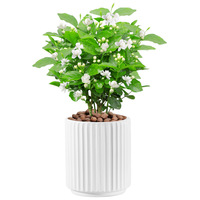 Pot Tanaman Porselen Ramah Lingkungan Bersertifikat CE, Laris Manis, Dekorasi Rumah & Taman, Untuk Tanaman Sukulen & Bunga, Indoor & Outdoor