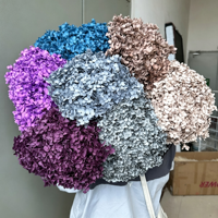 Hortensias séchés naturels et durables à grandes feuilles pour la décoration de mariages, fêtes, maisons et magasins