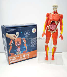 Figura de Anatomía <span class=keywords><strong>del</strong></span> Torso <span class=keywords><strong>del</strong></span> <span class=keywords><strong>Cuerpo</strong></span> <span class=keywords><strong>Humano</strong></span> de Plástico, Modelo 4D con Músculos, <span class=keywords><strong>Huesos</strong></span> y Órganos - Product Image 3
