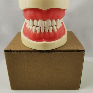 Modèle de dents standard Heidefee M8012, 32 dents, modèle anatomique en silicone médical pour l'enseignement dentaire - Product Image 1