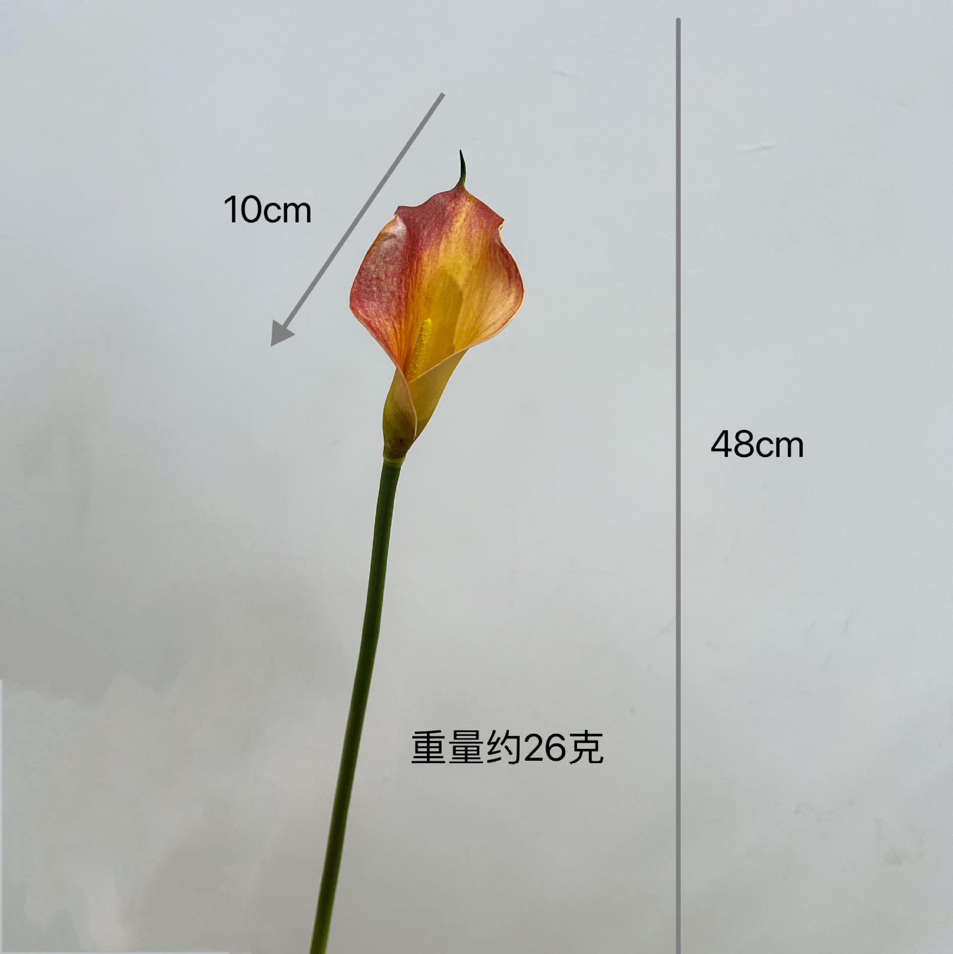 Calla petit [Orange]]