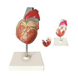 Educational <strong>3D</strong> human <strong>Heart</strong> Anatomical coronary arching attach Hospital Suppliers - Product Image 2