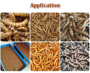 Máquina de clasificación y cribado de gusano de la harina Amarillo/Tenebrio Molitor de alta capacidad - Product Image 2