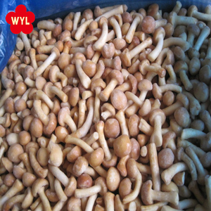 Tươi trên thị trường Đông lạnh <span class=keywords><strong>nameko</strong></span> nấm toàn bộ một phần thực phẩm iqf quá trình nhanh chóng đông lạnh thô chế biến trang trại sử dụng đóng gói trong túi - Product Image 3