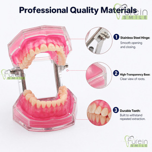 Modelo Dental Estándar para Estudio y Enseñanza con Todos los Dientes Extraíbles, Material de Gel de Sílice, Modelo de Dientes Suaves para Demostración Dental - Product Image 1