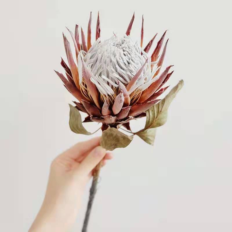 売れ筋プロテアの花 ドライキングプロテアの花 花束 ホーム