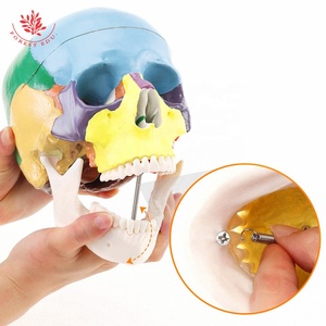 Mô hình sọ người frt021 khoa học y tế khớp nối bắt buộc ba răng có thể tháo rời mô hình hộp sọ - Product Image 2