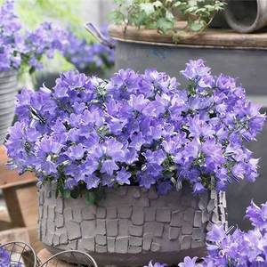 Origin of <b>Wind</b> <b>chime</b> Variety Complete Easy To Grow for Flower Garden Yard Decoration and Outdoor Decor - Product Image 1