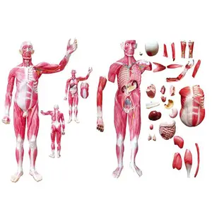 170cm tüm vücut insan kas anatomisi modeli