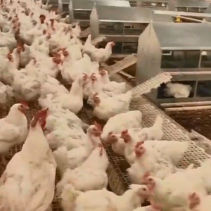 Tự Động Chăn Nuôi Gà Chuỗi Cho Ăn Gia Cầm Gà Thịt Cha Mẹ Cổ Phiếu Trung Chuyển Thiết Bị Cho Lỏng Lẻo Nuôi Brood Trang Trại - Product Image 4