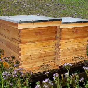 Kits de colmena de abejas enceradas 20 marcos Casa completa de abejas <span class=keywords><strong>Langstroth</strong></span> con <span class=keywords><strong>1</strong></span> caja de colmena media profunda <span class=keywords><strong>1</strong></span> - Product Image 5