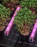 <span class=keywords><strong>2025</strong></span> mới nhất 120W IP66 dẫn phát triển ánh sáng dưới tán cây với màu đỏ xa cao PPE 30% tăng thu hoạch dẫn lm301h chip cho 4ft nhà máy phát triển - Product Image 6