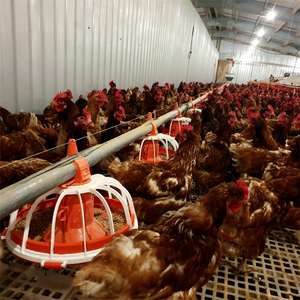 Mangeoire automatique <span class=keywords><strong>pour</strong></span> volailles, ligne d'alimentation <span class=keywords><strong>pour</strong></span> poulets de chair, mangeoire en plastique <span class=keywords><strong>pour</strong></span> poulets de chair, poules pondeuses, poussins d'un jour - Product Image 2