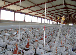 Prefab gia cầm trang trại Nguồn cung cấp kết cấu thép gia cầm Gà nhà lớp hen nhà đúc sẵn Gà nhà kho - Product Image 5