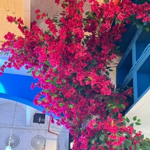 Usine En Gros 117cm Artificielle <span class=keywords><strong>Bougainvillier</strong></span> Soie Fleurs Triangle Fleur <span class=keywords><strong>De</strong></span> Prunier Branches pour La Décoration <span class=keywords><strong>De</strong></span> Magasin <span class=keywords><strong>De</strong></span> Noël - Product Image 3