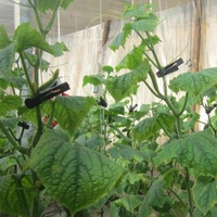 Clips de support pour plantes de jardin, clips de treillis pour plantes grimpantes, légumes, concombres, vigne, serre