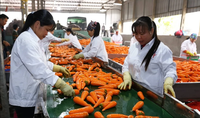 Vente en gros de légumes séchés naturels et sains, carottes déshydratées, granulés de carottes déshydratées