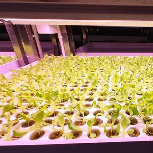 Упупер Семена Салата, гидропонный поднос, растительный клон, рассада, размножение, гидропонное культивирование, выращивание каменной ваты, пробка - Product Image 6