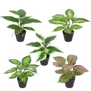 ต้นไม้ประดิษฐ์อะไกลโอเนมา ดอกไม้ปลอมเหมือนจริงสำหรับตกแต่งบนโต๊ะ - Product Image 2