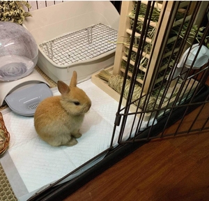 Mangeoire à foin pour lapin en bois massif inachevé Rectangle Boîte à nourriture en bambou Mangeoire pour lapin pour petit animal en gros - Product Image 2