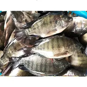 Pesce Tilapia WR congelato rialzato dell'azienda agricola con specifiche sfuse e IWP