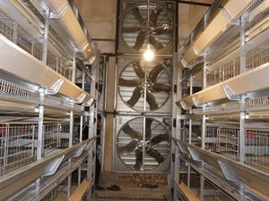 Automatisation de <span class=keywords><strong>poulailler</strong></span> pour les cages à poules pondeuses - Product Image 4