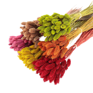 Hierba de gemas reales para arreglos florales y bodas/Fabricación de ramos de flores secas <span class=keywords><strong>Phalaris</strong></span> para decoraciones del hogar y de Graduación - Product Image 2