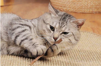Juguete Masticable de Madera Resistente para Gatos con Tapete Limpiador de Dientes Estilo Matatabi, Juguete para Morder con Hierba Gatera para Uso en Interiores