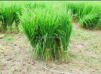 Planteuse de Riz Domestique Monorange / Machine à Planter le Riz / Semoir de Riz Populaire pour Repiqueuse de Riz