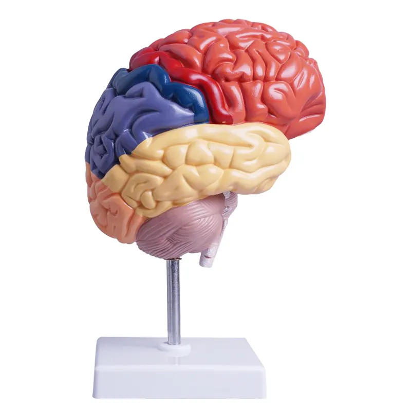 İnsan kemiklerinin anatomisi sağ yarımküre fonksiyonel alan modeli beyin anatomisi tıbbi öğretim beyin modeli renk