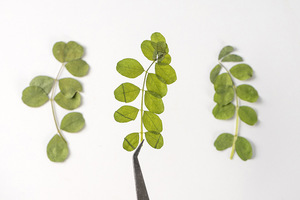 Carta di foglie di astragalo di latte cinese che fa forniture gioielli in resina fiore secco pressato reale ecologico - Product Image 4