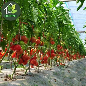 بيت أخضر بلاستيك للطماطم مع جهاز غذائي الزراعة المائية العامة في الدفيئة