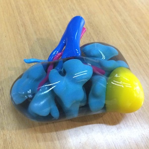 Impresión <span class=keywords><strong>3D</strong></span> modelo educativo médico Polyjet simulación de goma a todo color alta calidad transparente tamaño <span class=keywords><strong>real</strong></span> - Product Image 5