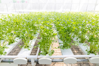 Système d'irrigation hydroponique NFT Seedafarm pour la culture de légumes sans terre, équipement d'irrigation à base de tuyaux haute rigidité