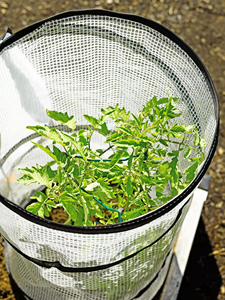 Accélérateur de croissance pour tomates en métal, facile à assembler, pour plantes de jardin - Product Image 6