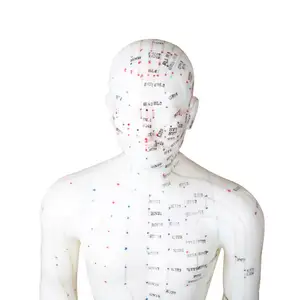 Chinese Acupuncture Male Model 50cm Human Body Acupuncture Point Model