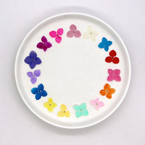 Anna Hortensia Flor seca Flor prensada Planta Espécimen Pintura Resina epoxi Funda para teléfono Marco <span class=keywords><strong>DE</strong></span> FOTOS <span class=keywords><strong>Libro</strong></span> Flor <span class=keywords><strong>de</strong></span> firma - Product Image 2