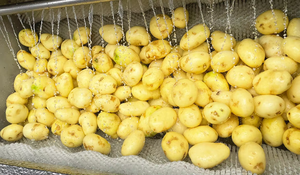Équipement de lavage à haute efficacité pour fruits, légumes, citrouilles, loofahs, concombres, aubergines, et machine industrielle de pelage de pommes et de pommes de terre - Product Image 2