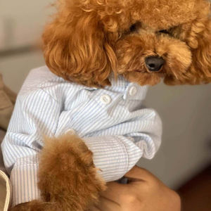 세련되고 우아하며 튼튼한 애완동물 봄옷 강아지 액세서리 고급 애완동물 의류 - Product Image 3