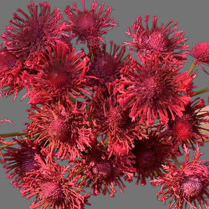 Fleur artificielle Leucospermum à 3 têtes, 68 cm <span class=keywords><strong>de</strong></span> long, tête <span class=keywords><strong>de</strong></span> 12 cm, toucher réel, pour décoration <span class=keywords><strong>de</strong></span> mariage, hôtel, maison et usage commercial (vente en gros) - Product Image 6