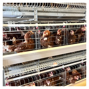 유형 닭장 가금류 장비 닭 농기구 - Product Image 1