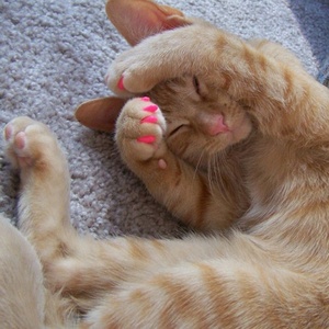 Recipiente antiarranhões para unhas, tampa macia de silicone para unhas de gato, protetor de unha com cola livre - Product Image 2