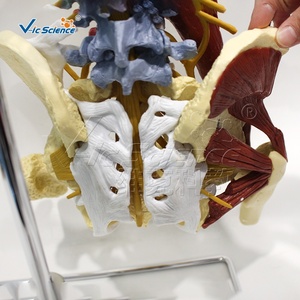 Modelo de Huesos de la <span class=keywords><strong>Columna</strong></span> Vertebral y Aparatos Derivados Avanzado de 85 cm para Anatomía Ósea - Product Image 2